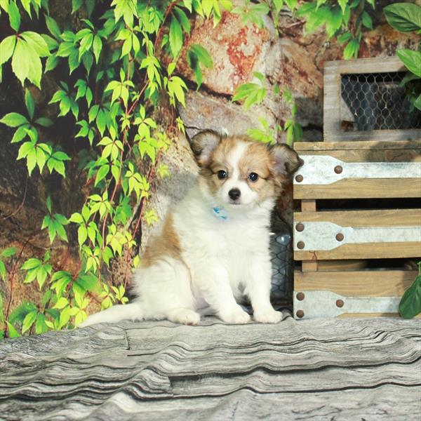 Papillon-DOG-Male-White / Red-4340-Petland Woodlands, TX