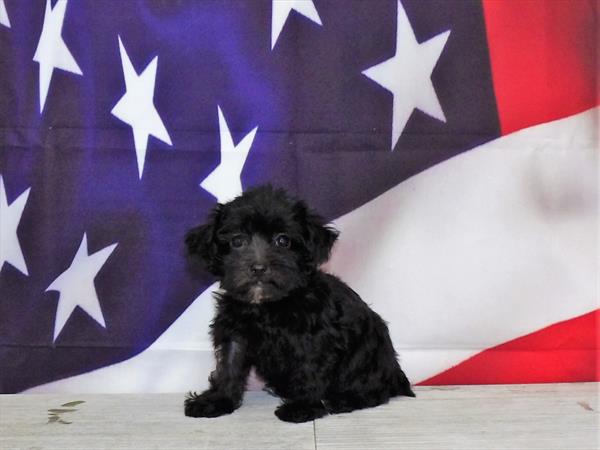 Yorkie-Poo-DOG-Female-Black-4369-Petland Woodlands, TX