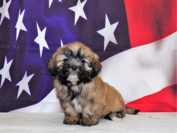 Lhasa Apso-DOG-Male-Gold-4370-Petland Woodlands, TX