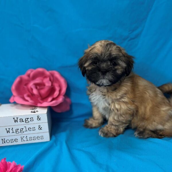 Lhasa Apso-DOG-Female-Golden White-4388-Petland Woodlands, TX