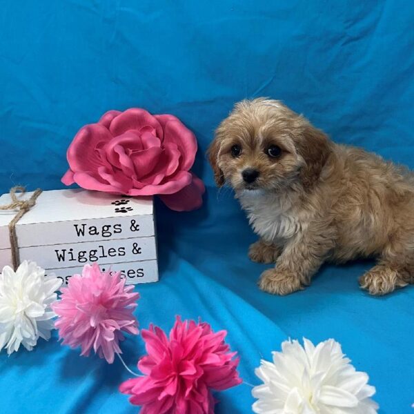Cavapoo-DOG-Female-Cream-4389-Petland Woodlands, TX