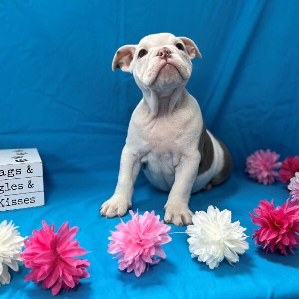 English Bulldog-DOG-Female-Lilac Pied-4383-Petland Woodlands, TX