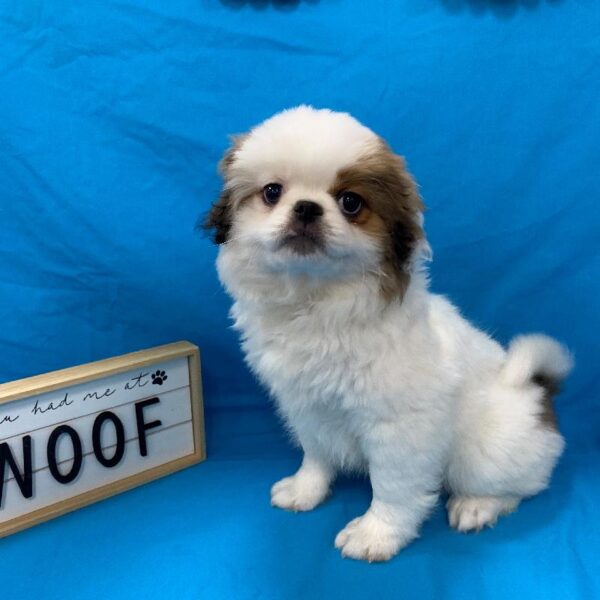 Japanese Chin-DOG-Male-Sable & White-4390-Petland Woodlands, TX