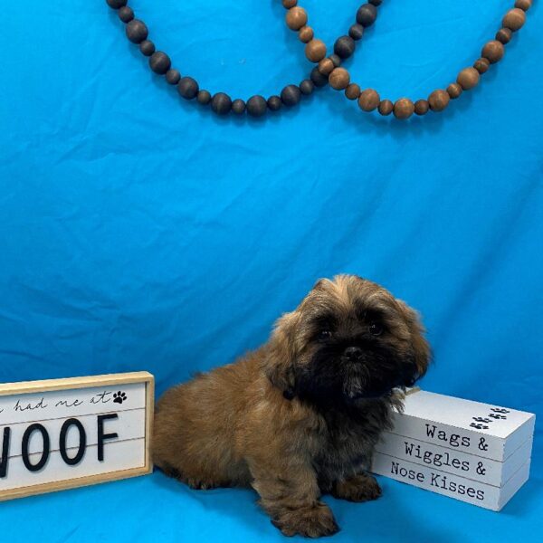 Lhasa Apso-DOG-Male-Golden White-4387-Petland Woodlands, TX