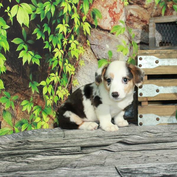 Pembroke Welsh Corgi-DOG-Male-Blue Merle-4391-Petland Woodlands, TX