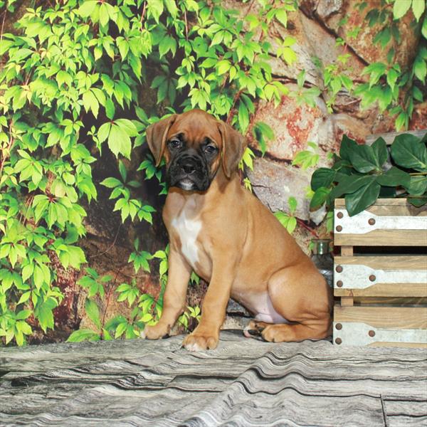 Boxer-DOG-Male-Fawn-4392-Petland Woodlands, TX