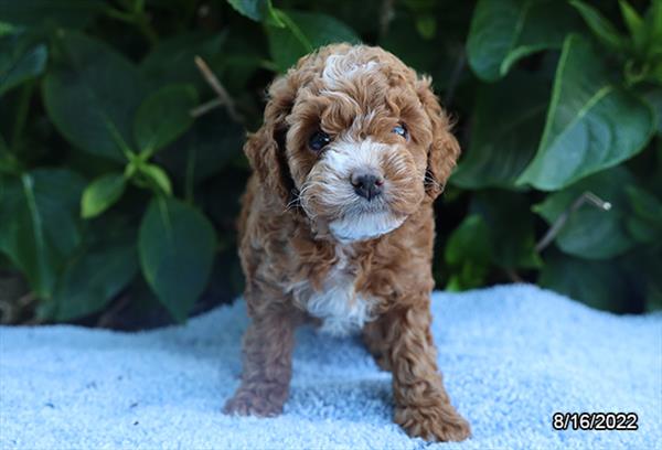 Cockapoo-DOG-Female-Red / White-4406-Petland Woodlands, TX