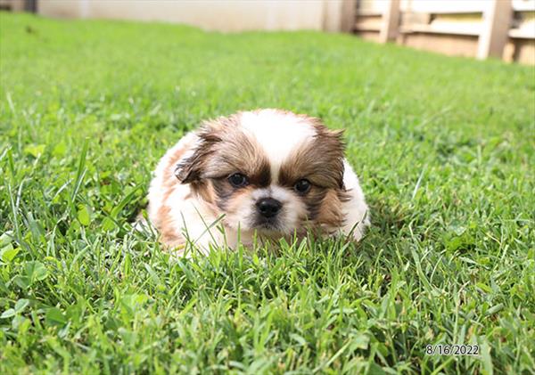 Pekingese-DOG-Male-Sable / White-4407-Petland Woodlands, TX