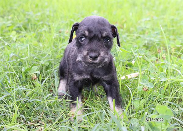 Mini Schnauzer-DOG-Female-Black / Silver-4409-Petland Woodlands, TX