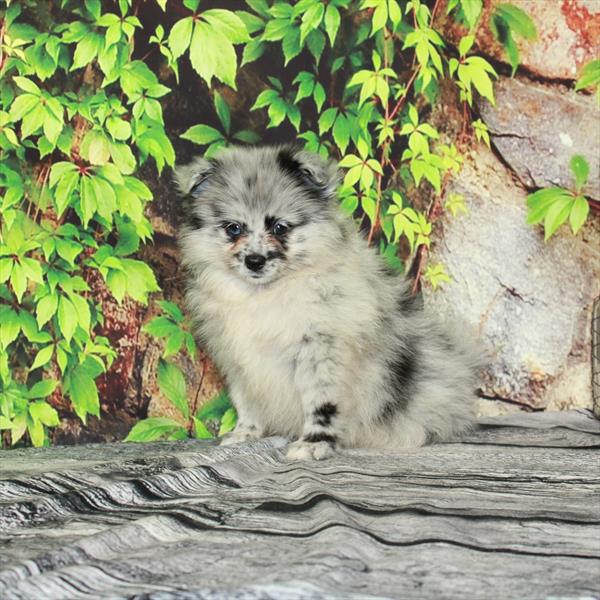 Pomeranian-DOG-Male-Blue Merle-4429-Petland Woodlands, TX