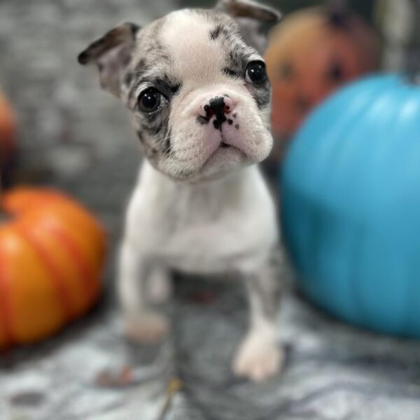 Boston Terrier-DOG-Female-Blue Merle-48-Petland Woodlands, TX