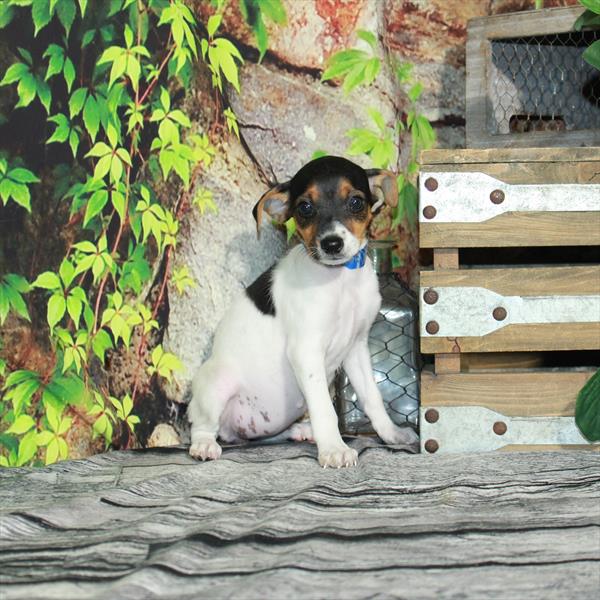 Jack Russell Terrier-DOG-Female-Black White / Tan-4431-Petland Woodlands, TX