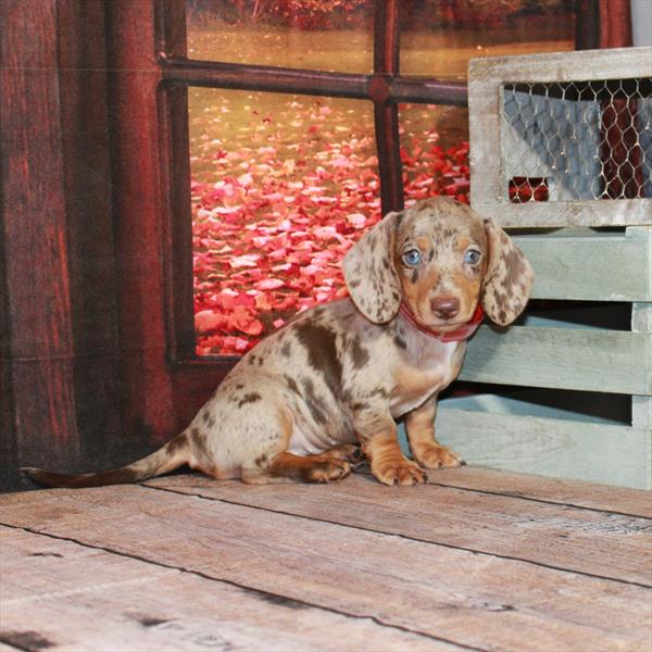 Dachshund-DOG-Female-Chocolate / Tan Dapple-4435-Petland Woodlands, TX