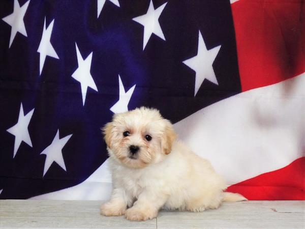 Schnoodle-DOG-Female-Cream-4457-Petland Woodlands, TX