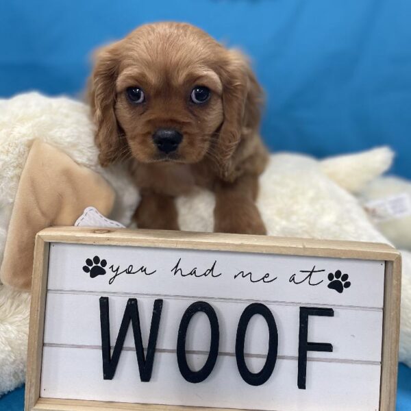Cavalier King Charles Spaniel-DOG-Male-Ruby-4433-Petland Woodlands, TX