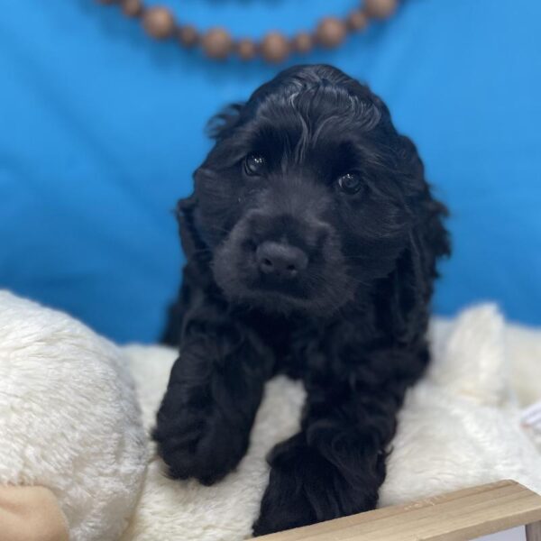 Cocker Spaniel-DOG-Male-Black-4458-Petland Woodlands, TX