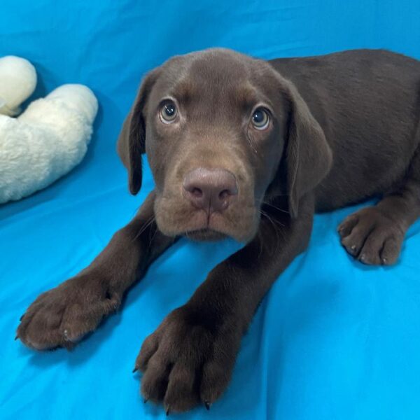 Labrador Retriever-DOG-Male-Chocolate-4456-Petland Woodlands, TX