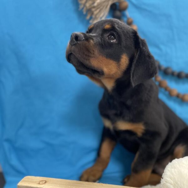 Rottweiler-DOG-Male-Black / Tan-4455-Petland Woodlands, TX