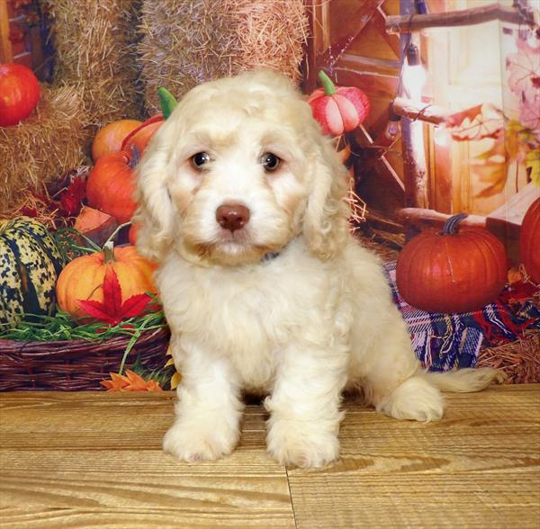 Cockapoo-DOG-Male-Apricot-4481-Petland Woodlands, TX