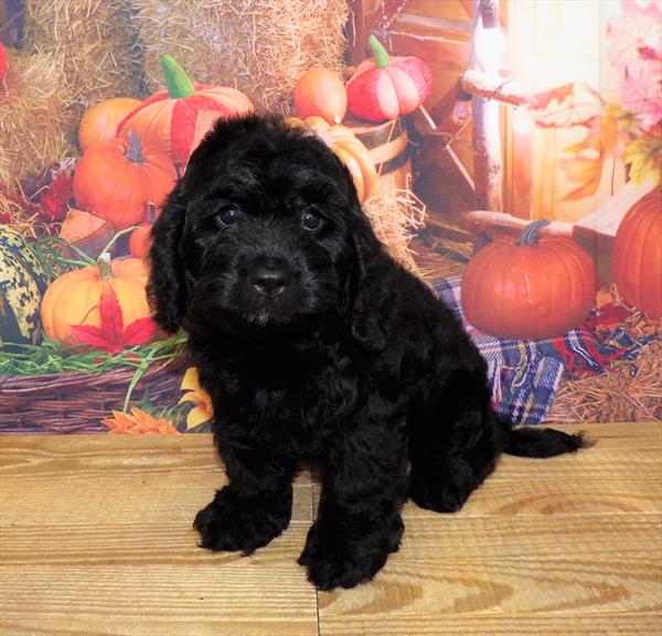 Cockapoo-DOG-Female-Black-4482-Petland Woodlands, TX