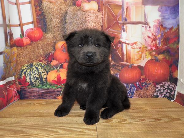 Chow Chow-DOG-Female-Blue-4483-Petland Woodlands, TX