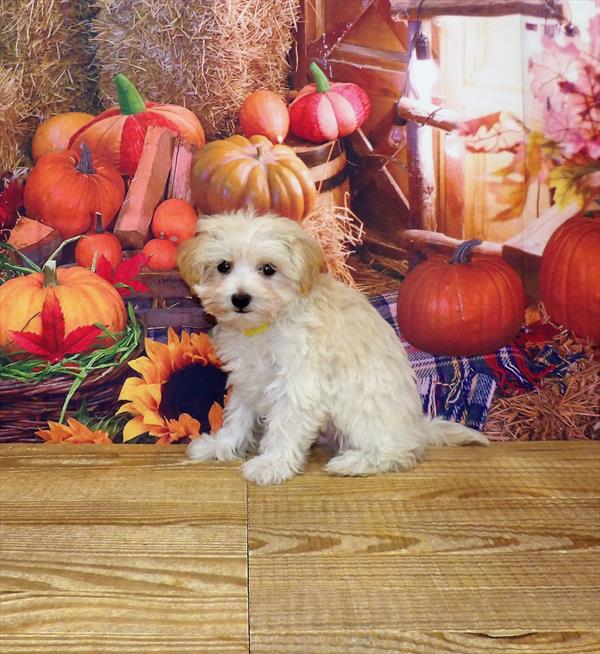 Maltipoo-DOG-Male-Apricot Dilute-4484-Petland Woodlands, TX