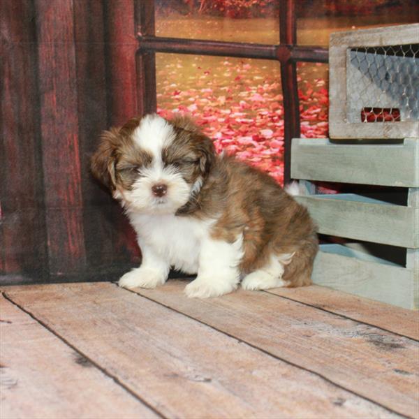 Shih Tzu-DOG-Male-White Chocolate Gold-4517-Petland Woodlands, TX