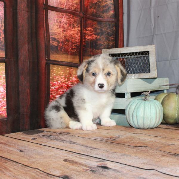 Pembroke Welsh Corgi-Amer Corgi-DOG-Male-Blue Merle / Tan-4519-Petland Woodlands, TX