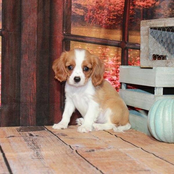 Cavalier King Charles Spaniel-DOG-Female-Blenheim / White-4521-Petland Woodlands, TX