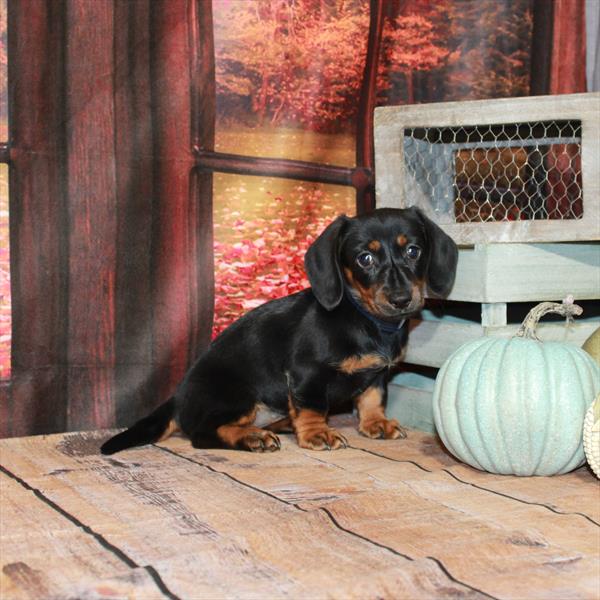 Dachshund-DOG-Female-Black / Tan-4522-Petland Woodlands, TX