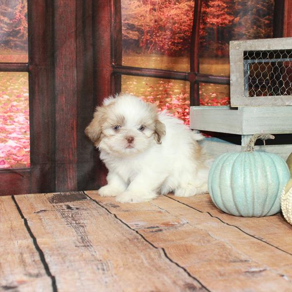 Shih Tzu-DOG-Male-White Chocolate Gold-4523-Petland Woodlands, TX