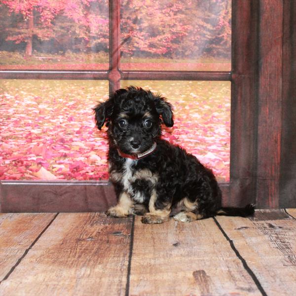 Papillon-Poodle DOG Male Black / Tan 4524 Petland Woodlands, TX