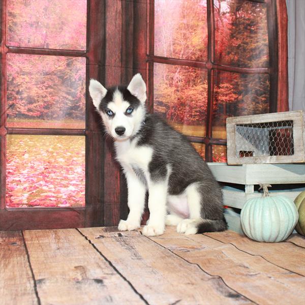 Siberian Husky-DOG-Female-Black / White-4525-Petland Woodlands, TX