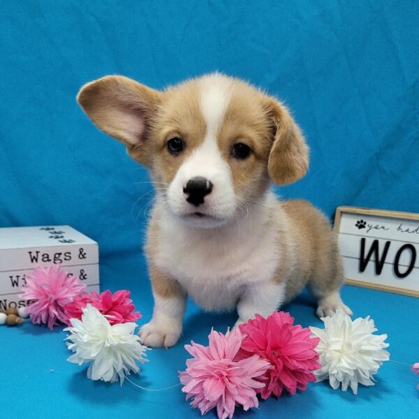 Pembroke Welsh Corgi-Amer Corgi-DOG-Female-Red Merle / White-4520-Petland Woodlands, TX