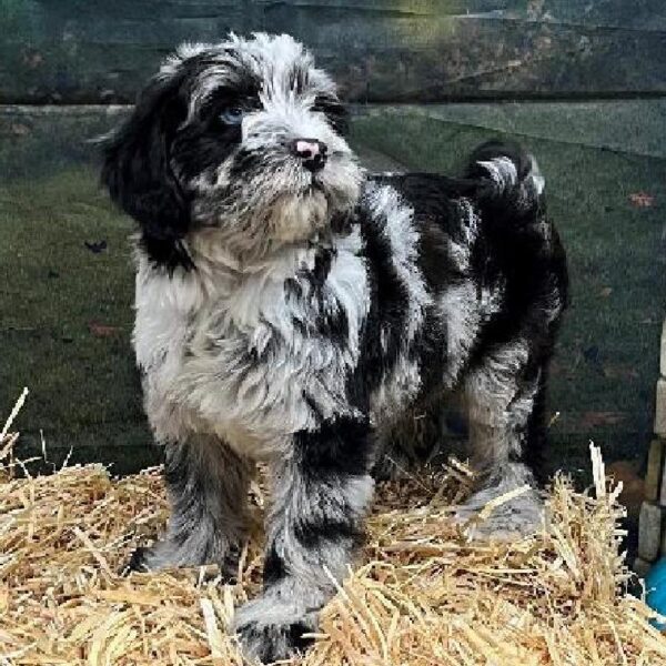 Whoodle-DOG-Male-Blue Merle-40-Petland Woodlands, TX