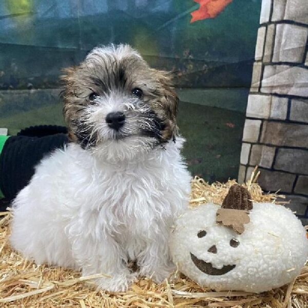 Havanese-DOG-Male-White & Sable-3-Petland Woodlands, TX