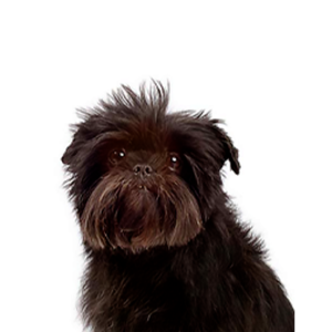 Petland Woodlands, TX Affenpinscher