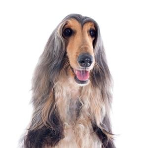 Petland Woodlands, TX Afghan Hound