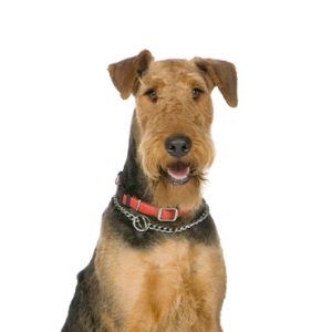 Petland Woodlands, TX Airedale Terrier