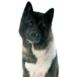 Petland Woodlands, TX Akita