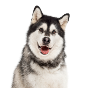 Petland Woodlands, TX Alaskan Malamute