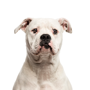 Petland Woodlands, TX American Bulldog