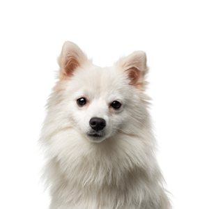Petland Woodlands, TX American Eskimo