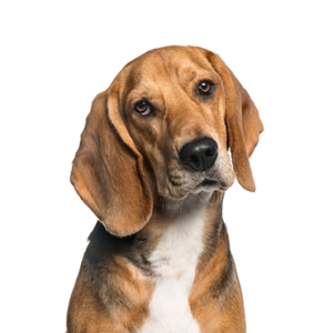 Petland Woodlands, TX American Foxhound