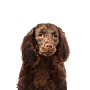Petland Woodlands, TX American Water Spaniel
