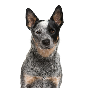 Petland Woodlands, TX Australian Cattle Dog