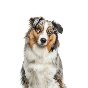 Petland Woodlands, TX Australian Shepherd
