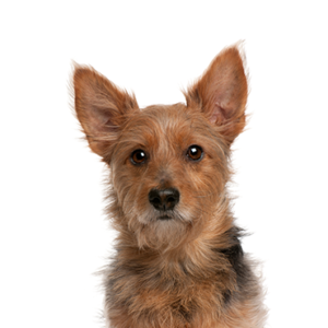 Petland Woodlands, TX Australian Terrier