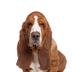 Petland Woodlands, TX Basset Hound