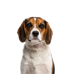 Petland Woodlands, TX Beagle